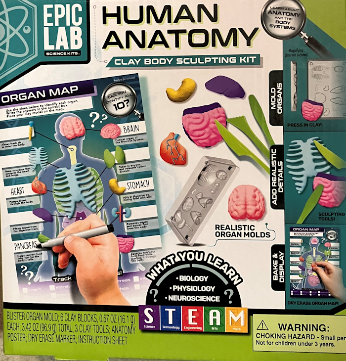 Human Anatomy Body Sculpting Kit