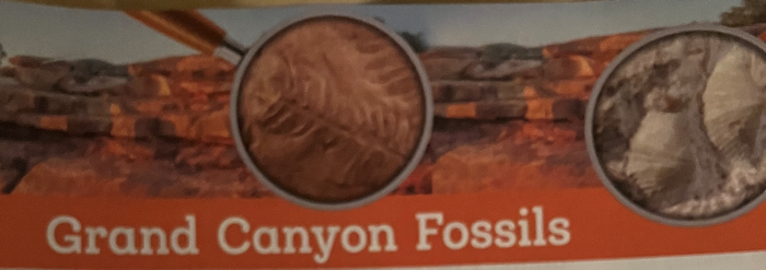 Grand Canyon Fossils